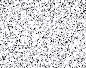 [200111122_88] Taralay Impression Compact - 1098 Envol Black n White